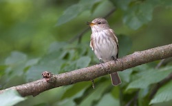 Gobemouche gris - Spotted Flycatcher (Canon EOS 30D 1/100 F4 iso400 300mm)